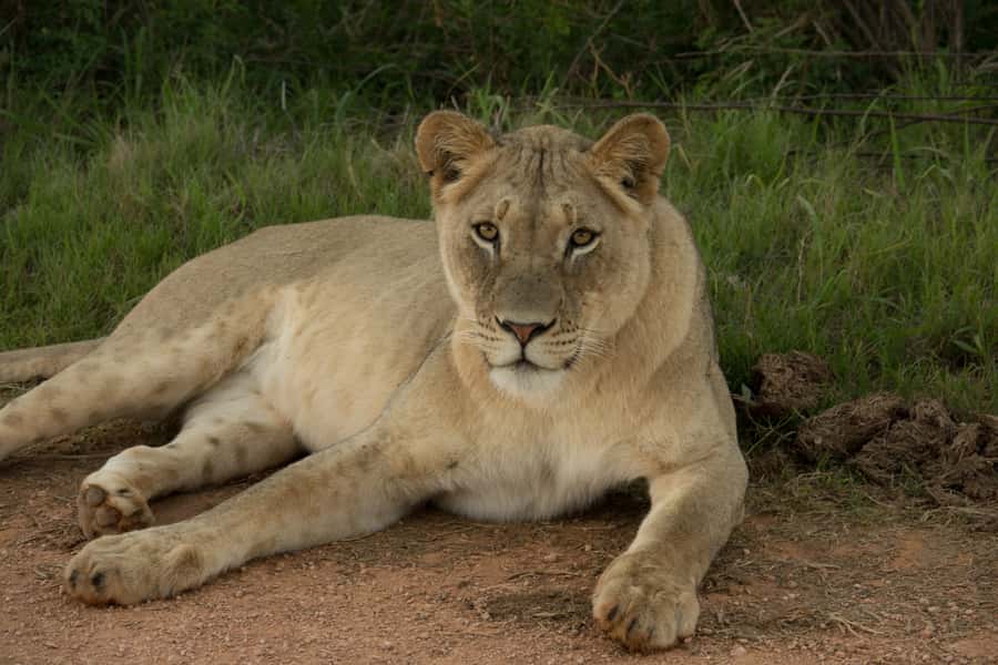 Addo Elephant National Park All Inclusive Full-Day Safari - Vehicle Comfort and Photographing Wildlife