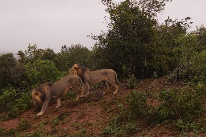 Addo Elephant National Park Full Day Safari - Six things to know before booking