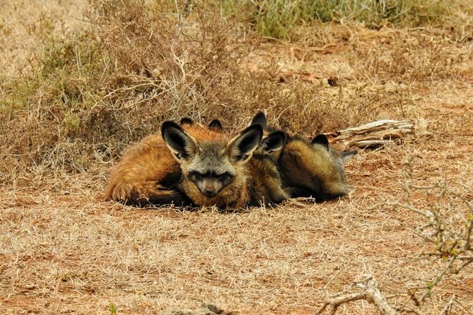 Addo Elephant National Park Full Day Safari - Why Addo works so well as a day safari