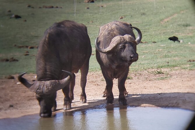 Addo Elephant National Park Full Day Safari - What the first drive through Addo feels like