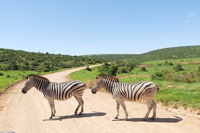 Addo Elephant National Park Full Day Safari - Tea, rusks, and a useful pause