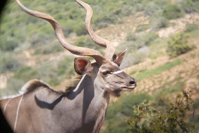 Addo Elephant National Park Full Day Safari - Wildlife sightings: what you may and may not see