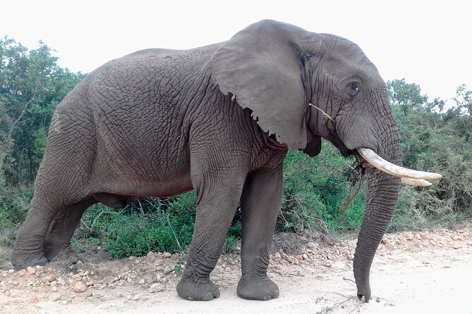 Addo Elephant National Park Full Day Safari - Group size, guides, and the comfort factor