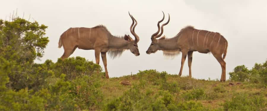 Addo Elephant National Park: Full-Day Safari Tour with Lunch - Key points at a glance