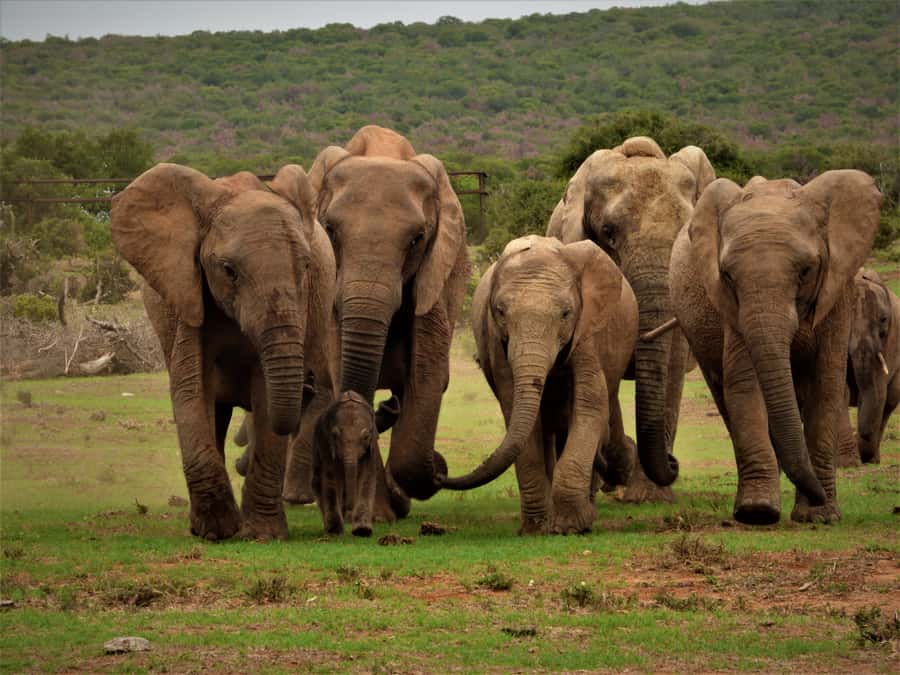 Addo Elephant National Park: Full-Day Safari Tour with Lunch - Starting at Chrislin African Lodge
