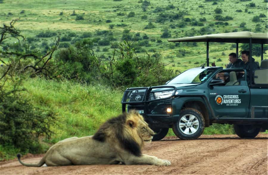 Addo Elephant National Park: Full-Day Safari Tour with Lunch - Wildlife viewing and the Big Five