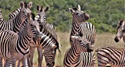Full-Day Safari Tour with Lunch