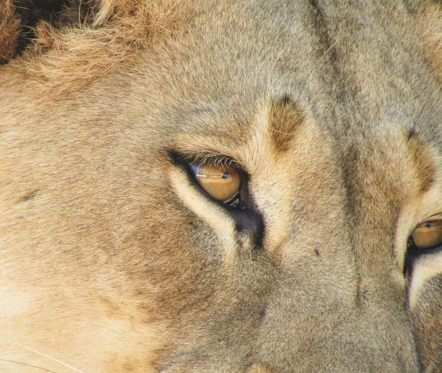 Addo Elephant National Park: Full-Day Safari Tour with Lunch - The guides make the day
