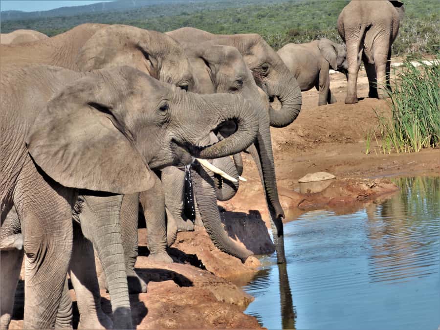Addo Elephant National Park: Full-Day Safari Tour with Lunch - The South African braai at lunchtime