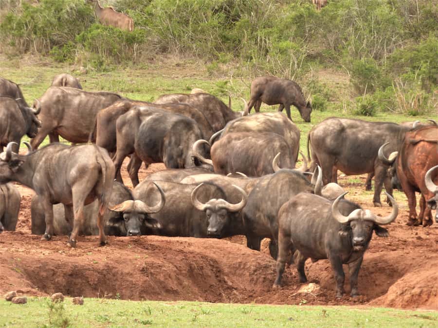 Addo Elephant National Park: Full-Day Safari Tour with Lunch - How the $147 price measures up