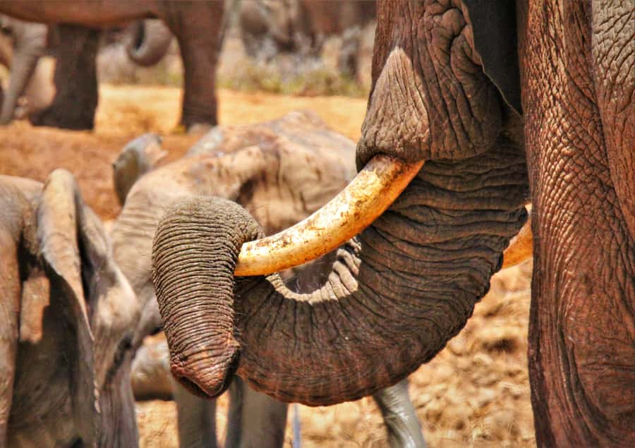 Addo Elephant National Park: Full-Day Safari Tour with Lunch - Who will enjoy this safari most