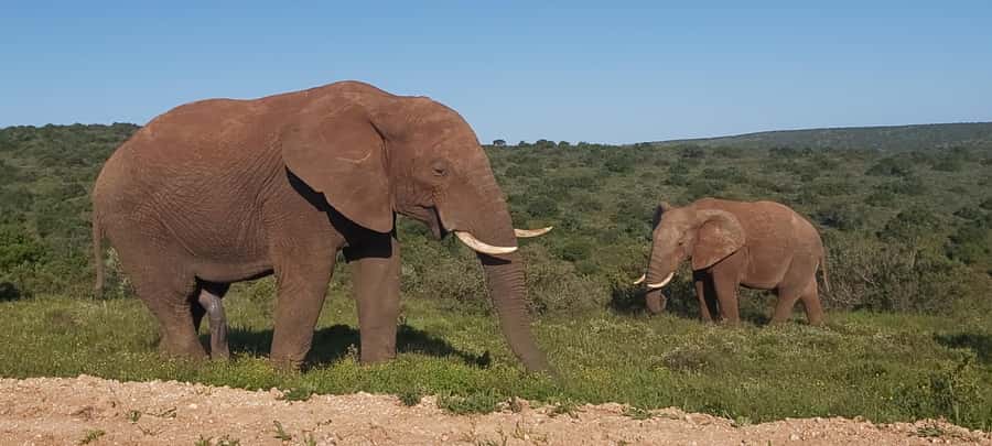Addo Elephant National Park Full Day Safari with Braai Lunch - Key points to know before booking