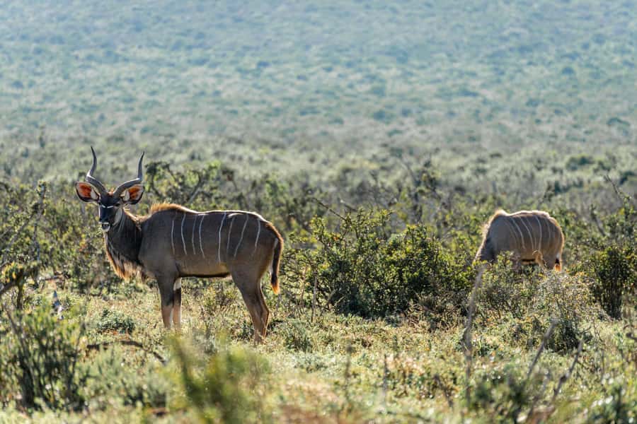 Addo Elephant National Park Full Day Safari with Braai Lunch - Who will enjoy this safari most?