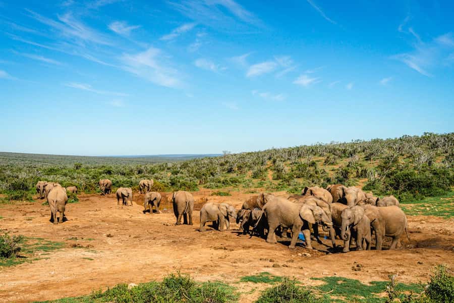 Addo Elephant National Park Full Day Safari with Braai Lunch - Why this Addo safari is different