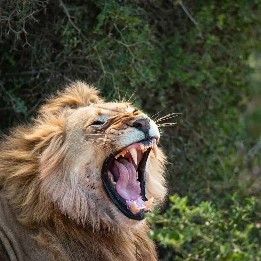 Addo Elephant National Park Full Day Safari with Braai Lunch - Matyholweni Reception and the first game drive