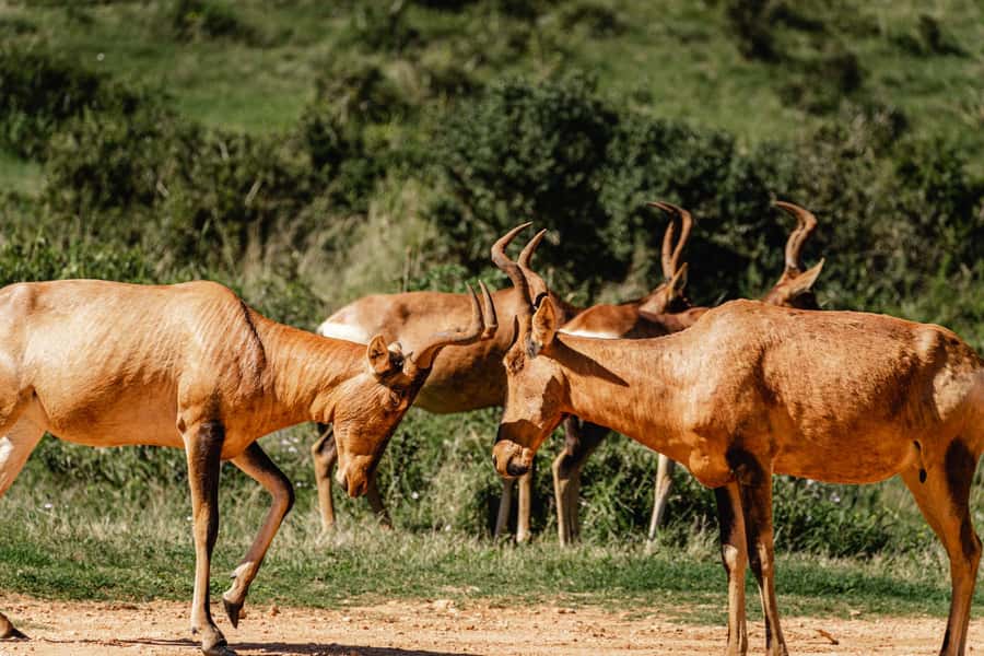 Addo Elephant National Park Full Day Safari with Braai Lunch - Coffee, rusks, and the coast view