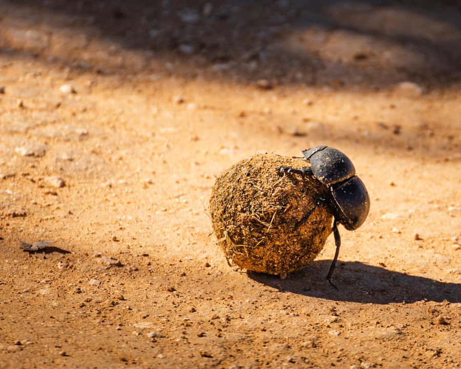 Addo Elephant National Park Full Day Safari with Braai Lunch - Northern waterholes and the afternoon search