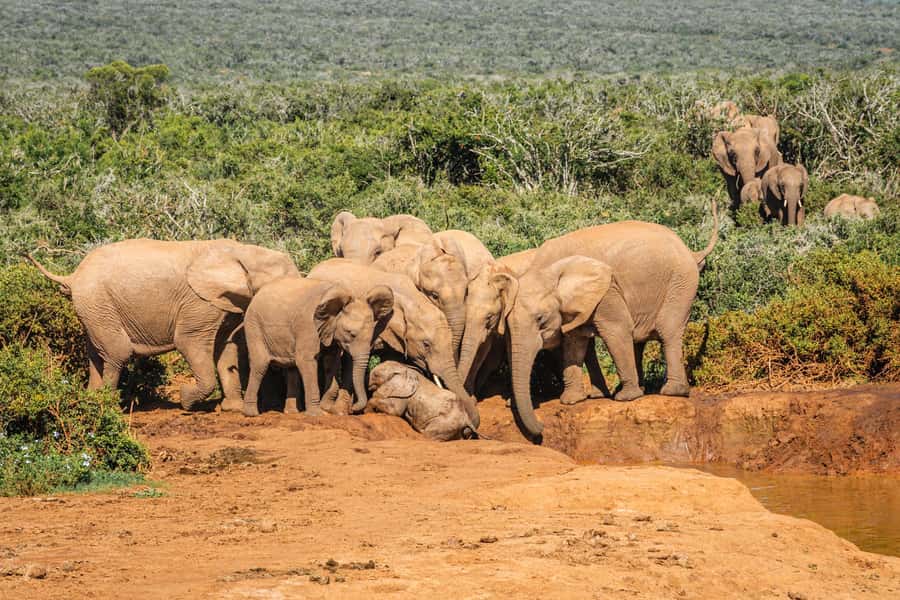 Addo Elephant National Park Full Day Safari with Braai Lunch - Is $208 a fair price?
