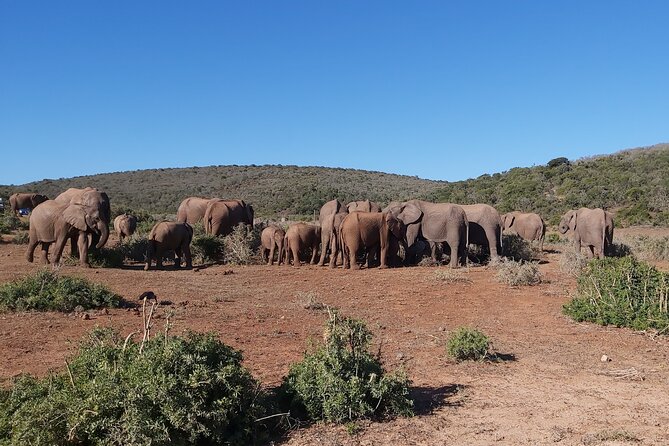 Addo Elephant National Park Full Day Safari - Starting at 7:30 am with the right expectations