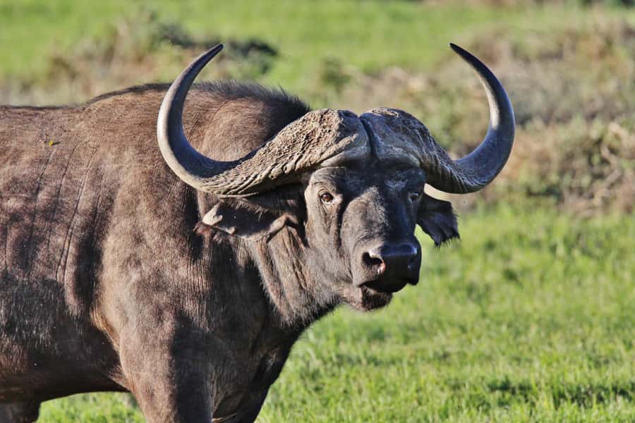 Addo Elephant National Park: Guided Half-Day Safari - Starting at Chrislin African Lodge at 8:30 am