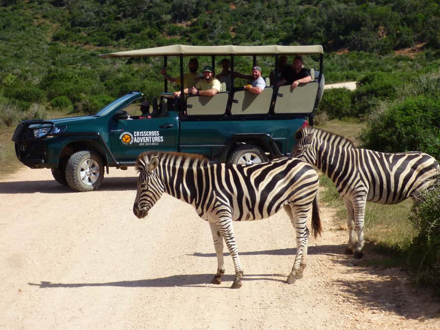 Addo Elephant National Park: Guided Half-Day Safari - Finding elephants, zebras, and other wildlife