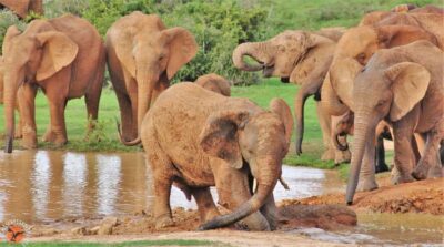 Guided Half-Day Safari