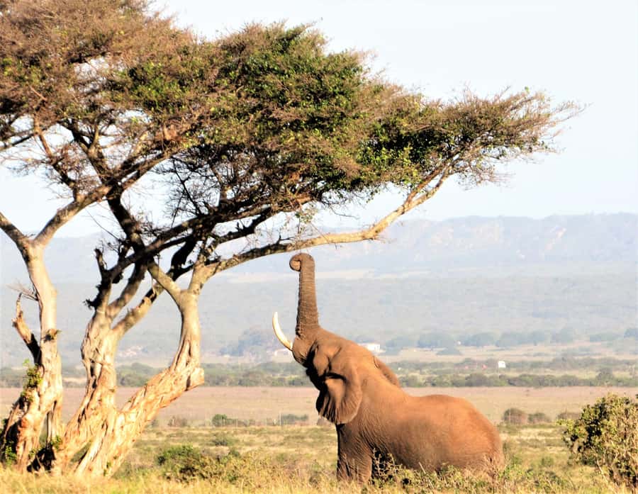 Addo Elephant National Park: Guided Half-Day Safari - What the four-hour route feels like