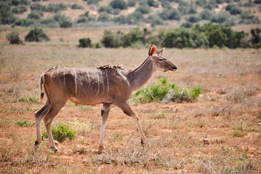 Addo Elephant National Park: Guided Half-Day Safari - Why the guide makes a real difference