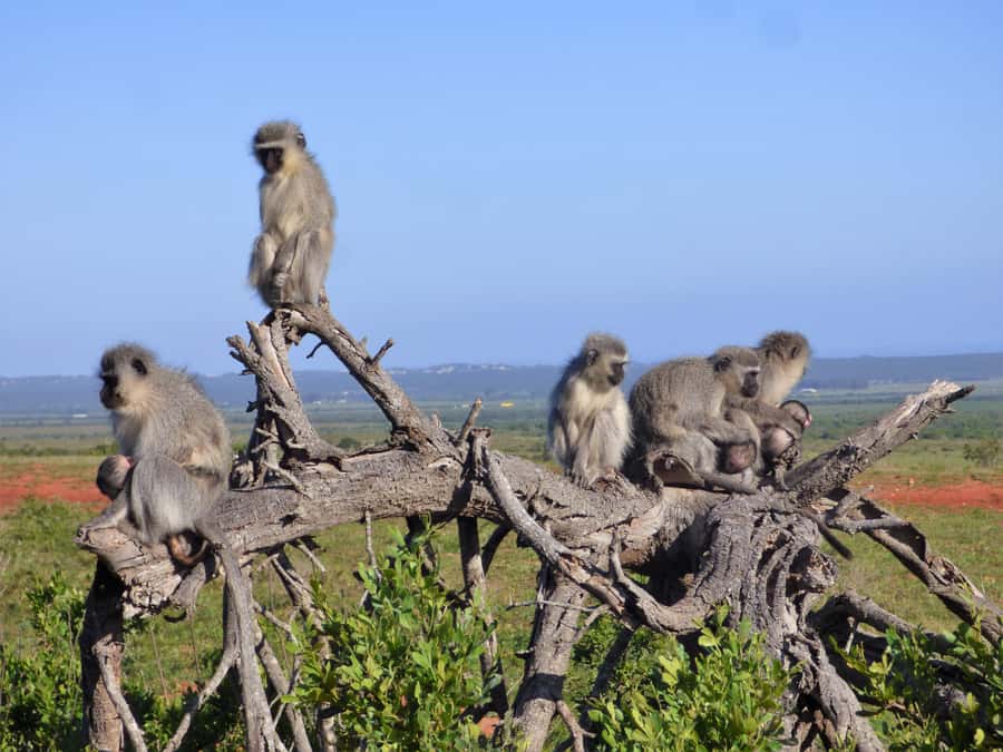 Addo Elephant National Park: Guided Half-Day Safari - Who should book this Addo safari?