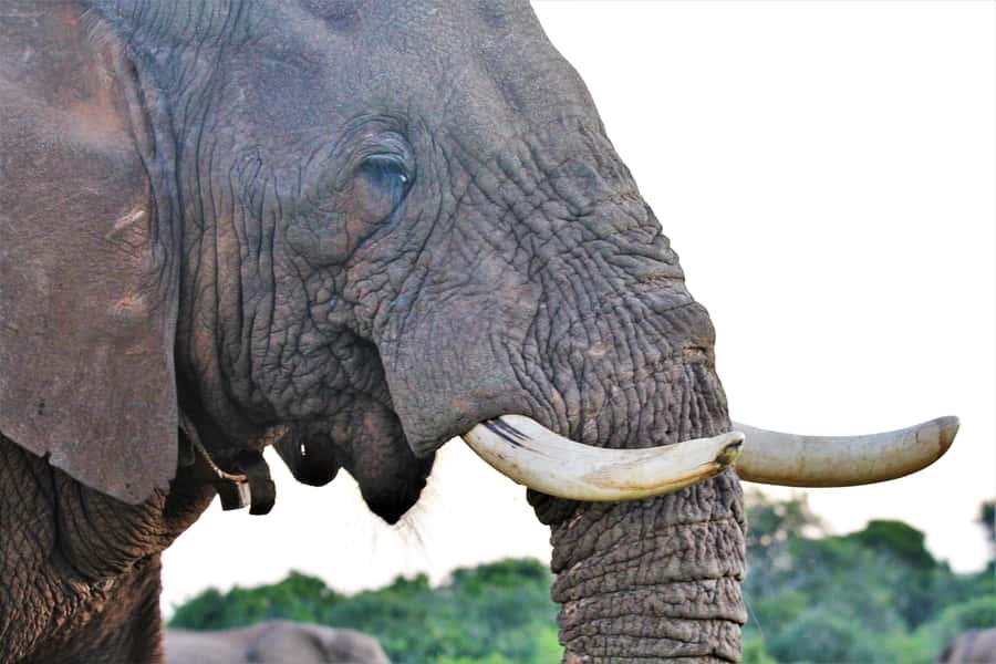 Addo Elephant National Park: Guided Half-Day Safari - Should you book this four-hour Addo experience?