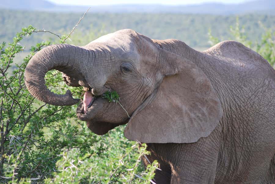 Addo Elephant National Park: Half Day Private Safari - Key Details Before You Book