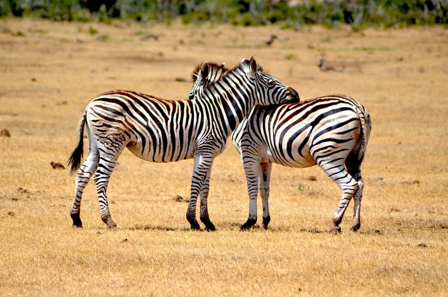 Addo Elephant National Park: Half Day Private Safari - Starting In Addo, With Less Morning Fuss