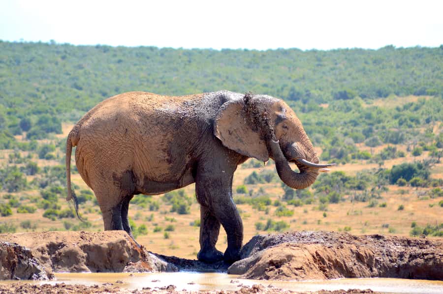 Addo Elephant National Park: Half Day Private Safari - Why A Private Vehicle Changes The Experience