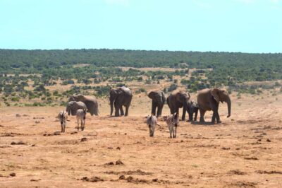 Half Day Private Safari