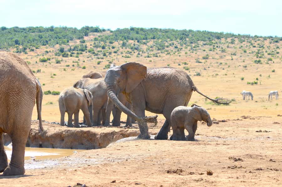 Addo Elephant National Park: Half Day Private Safari - A Family Safari That Takes Young Passengers Seriously