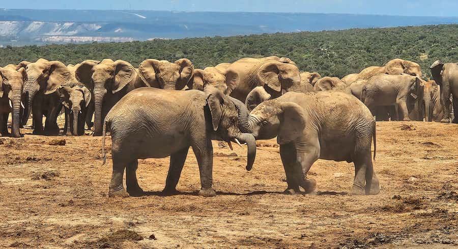 Addo Elephant National Park: Half Day Private Safari - Timing, Comfort, And Small Practical Points