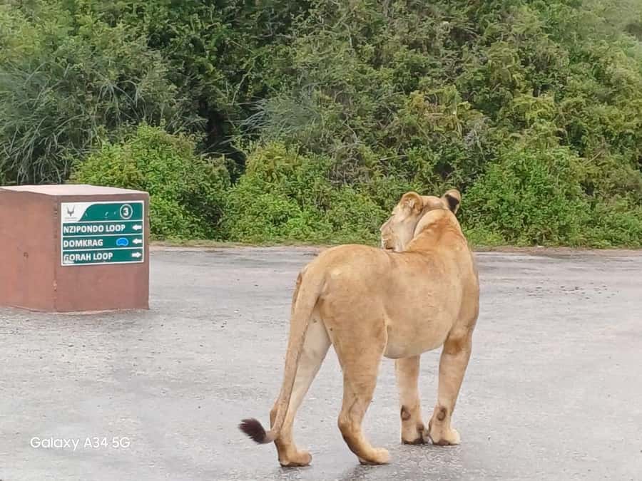 : Addo Elephant National Park Safari Half Day - Quick points before you book
