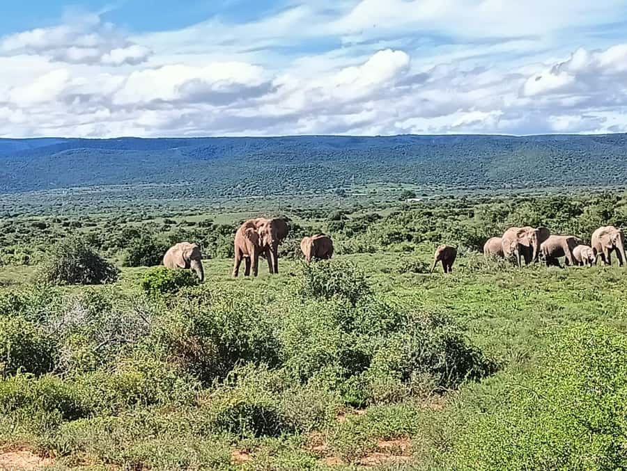 : Addo Elephant National Park Safari Half Day - Port Elizabeth pickup keeps the morning simple