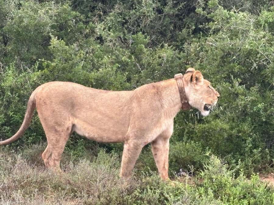 : Addo Elephant National Park Safari Half Day - What you are most likely to see on the game drive