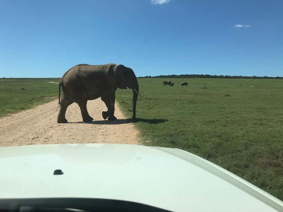 : Addo Elephant National Park Safari Half Day - Why the guide can make or break a short safari