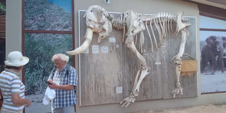 : Addo Elephant National Park Safari Half Day - Who will enjoy this four-hour Addo outing?