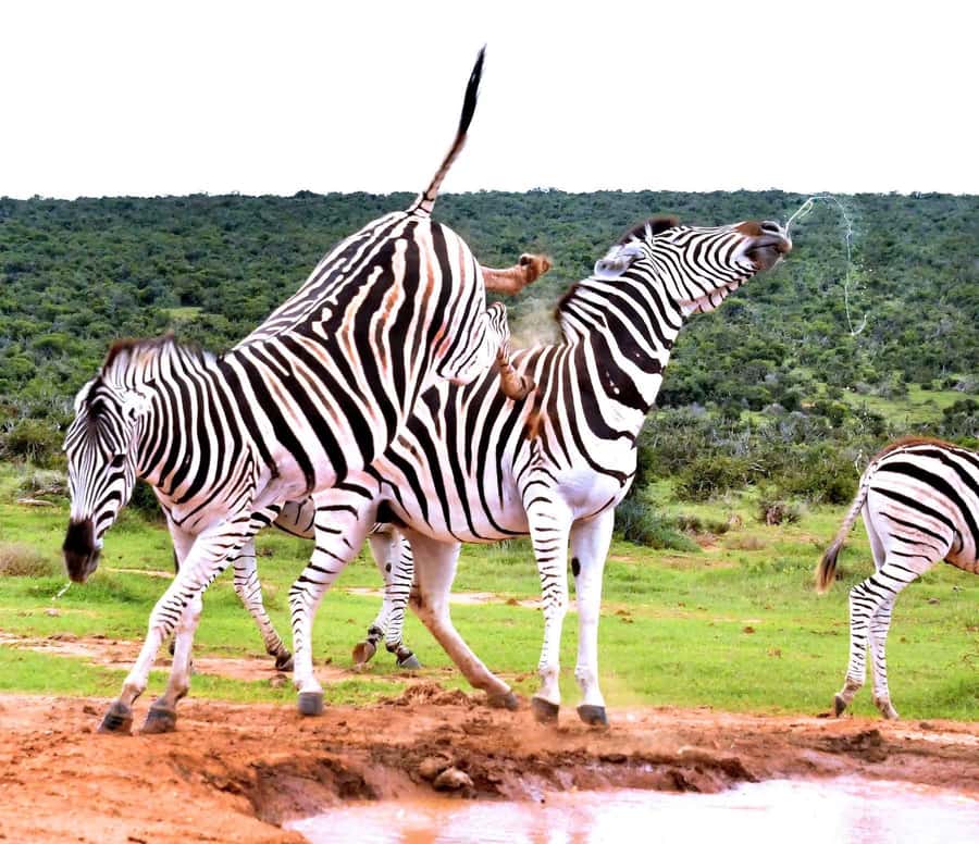 : Addo Elephant National Park Safari Half Day - What to bring for a comfortable drive