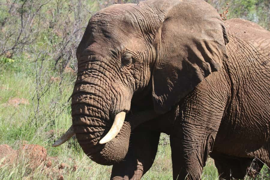 : Addo Elephant National Park Safari Half Day - The South Gate stop and first look at Addo