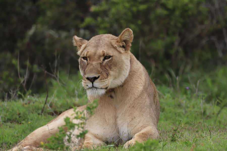 Addo Elephant Park and Giraffe Walk Full Day Safari - At a glance: what makes this safari worthwhile