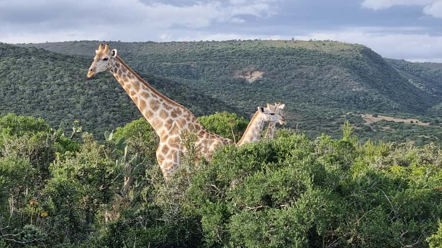 Addo Elephant Park and Giraffe Walk Full Day Safari - Why Addo works so well for a first safari