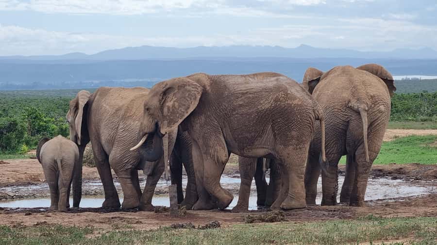Addo Elephant Park and Giraffe Walk Full Day Safari - Six hours among Addo’s elephants and Big Five