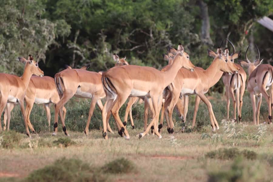 Addo Elephant Park and Giraffe Walk Full Day Safari - A South African braai in the middle of the day