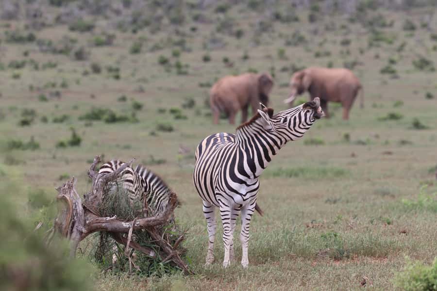 Addo Elephant Park and Giraffe Walk Full Day Safari - Is $211 fair for seven hours?