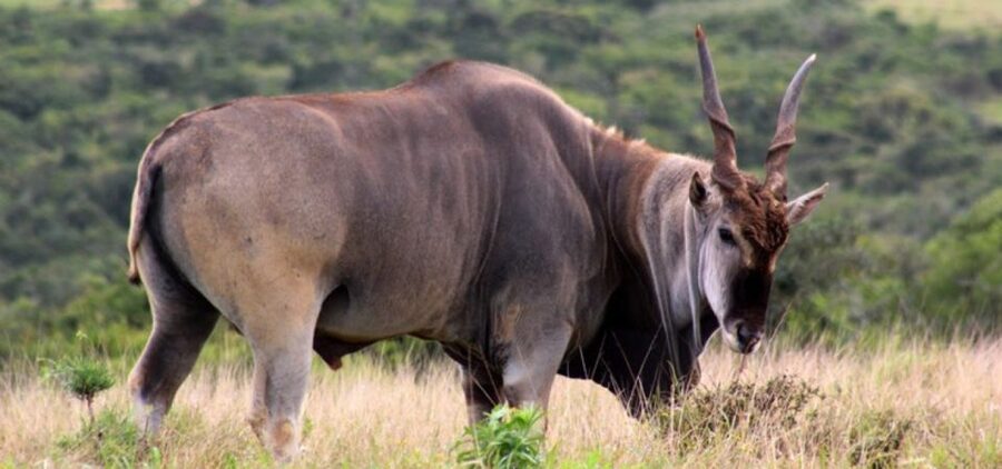 Addo Elephant Park and Giraffe Walk Full Day Safari - Timing, comfort, and practical limits