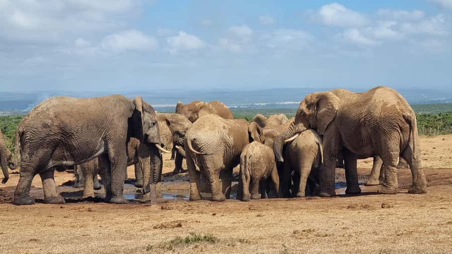 Addo Elephant Park and Giraffe Walk Private Full Day Safari - Key details that shape the day